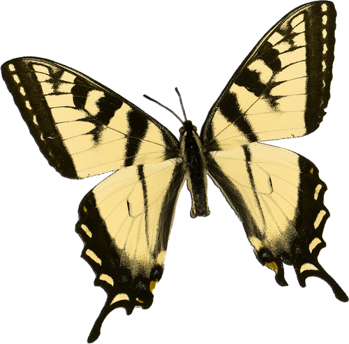 a black and yellow butterfly 