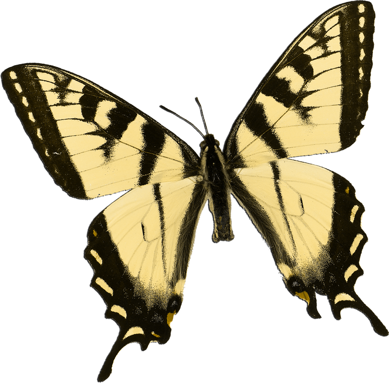 a black and yellow butterfly 